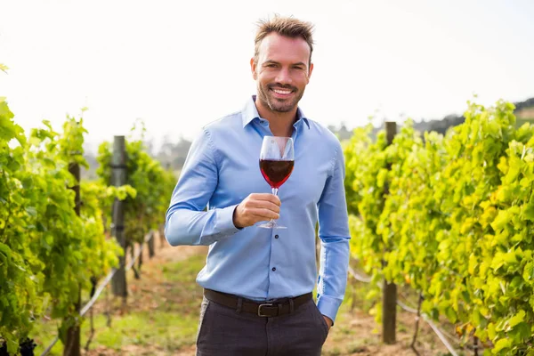 Человек держит винное стекло на винограднике — стоковое фото