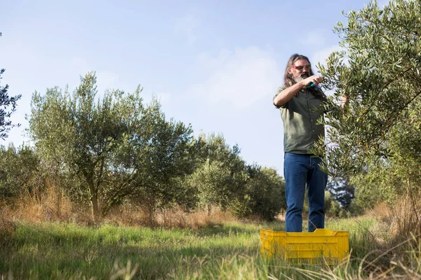 Чоловік обрізає оливкове дерево на фермі — стокове фото
