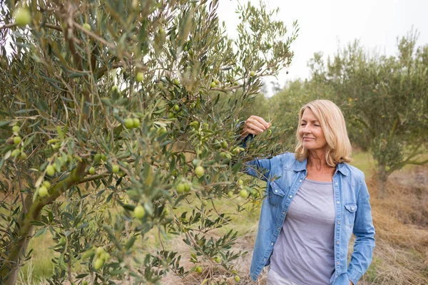 Une agricultrice vérifie un arbre d'olives — Photo