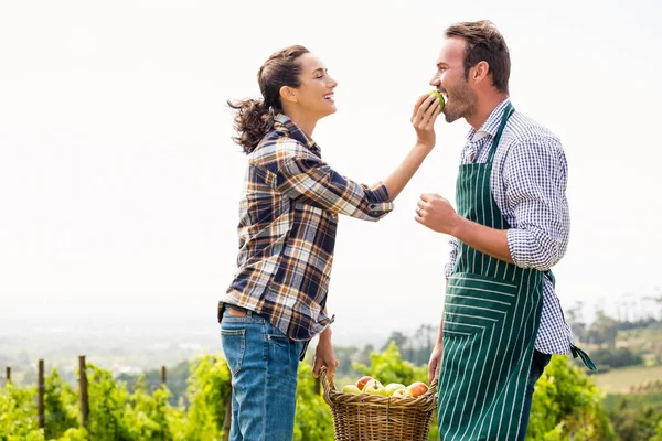 Mujer alimentando manzana al hombre en el viñedo — Foto de Stock