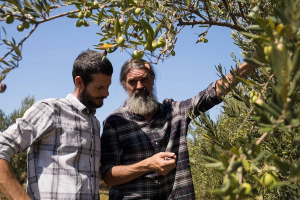 Amis interagissant tout en examinant olive — Photo