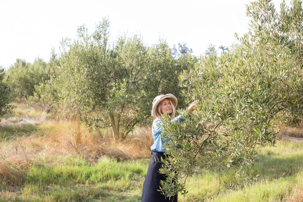 Mulher que colhe azeitonas da árvore — Fotografia de Stock