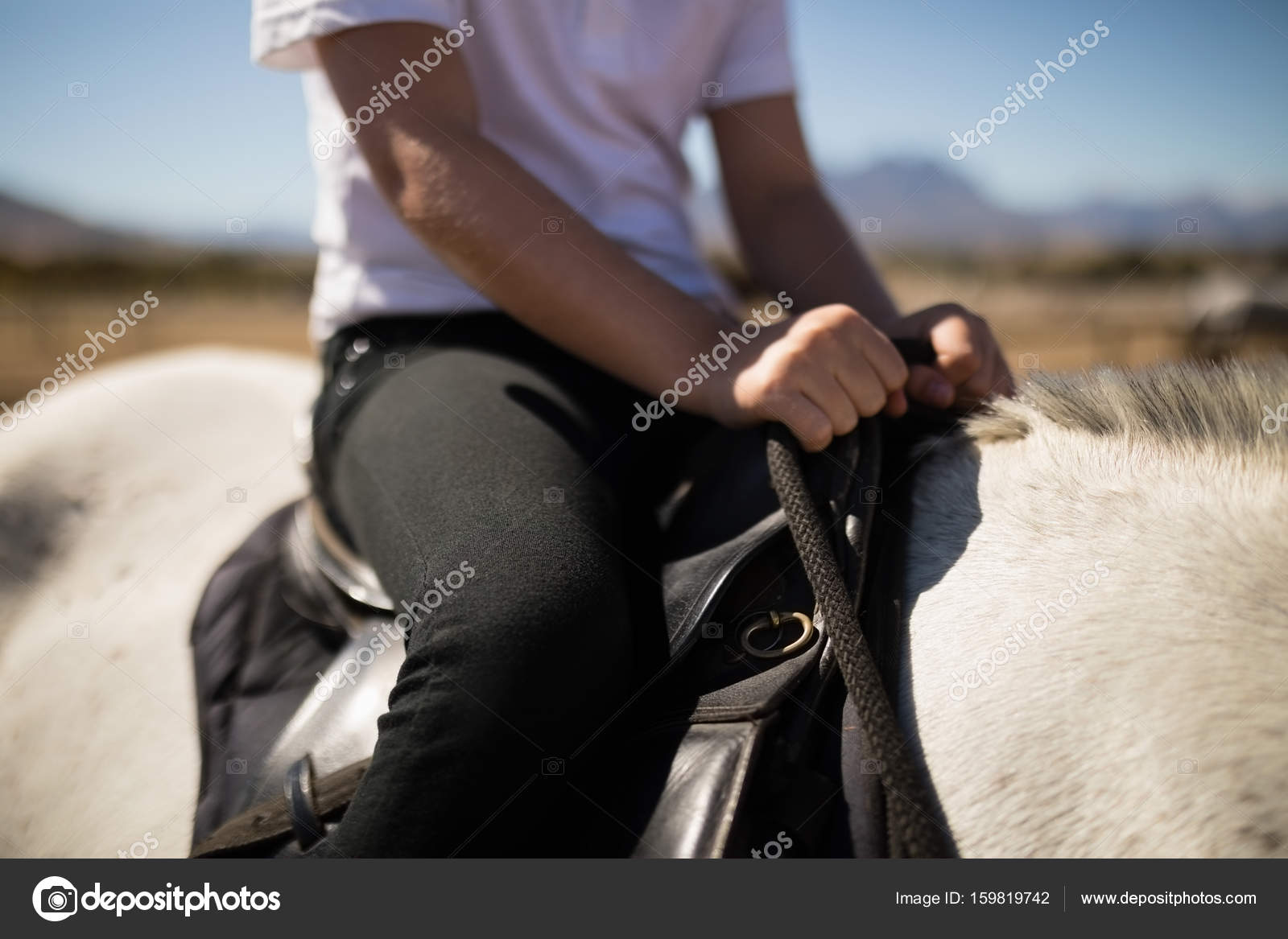 спина лошади вид сверху. фото спины лошади. поясница у лошади. лошадь спиной. фото спины лошади.