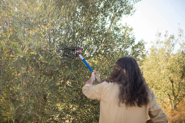 Agriculteurs utilisant l'outil de cueillette des olives pendant la récolte — Photo