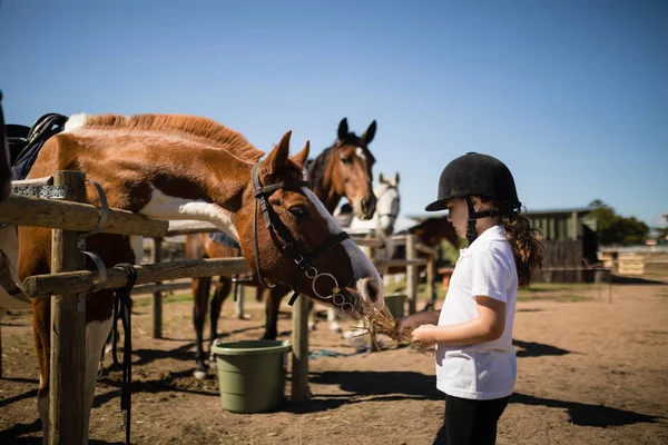 Menina alimentando o cavalo no rancho — Fotografia de Stock