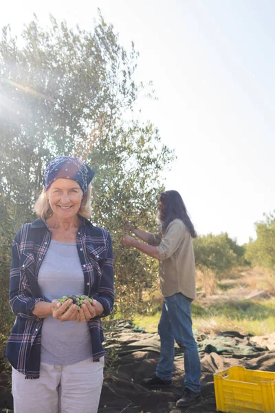 Femme exploitant des olives récoltées — Photo
