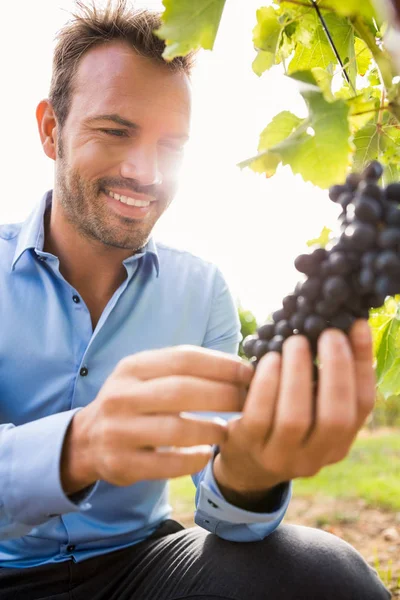 男人触摸在葡萄园的葡萄 — 图库照片