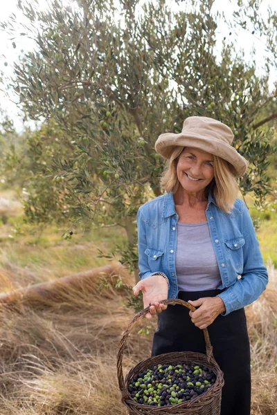 Femme exploitant des olives récoltées dans le panier — Photo