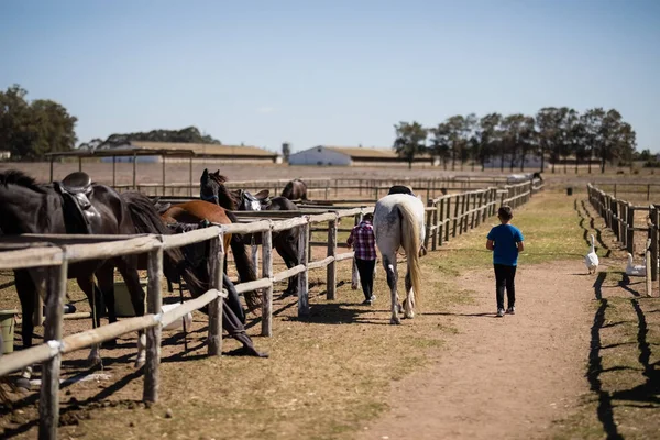 Crianças caminhando com um cavalo branco no rancho — Fotografia de Stock