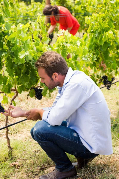 Homem tocando uvas com mulher — Fotografia de Stock