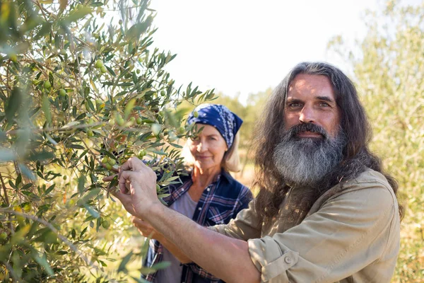 Couple confiant récolte des olives — Photo