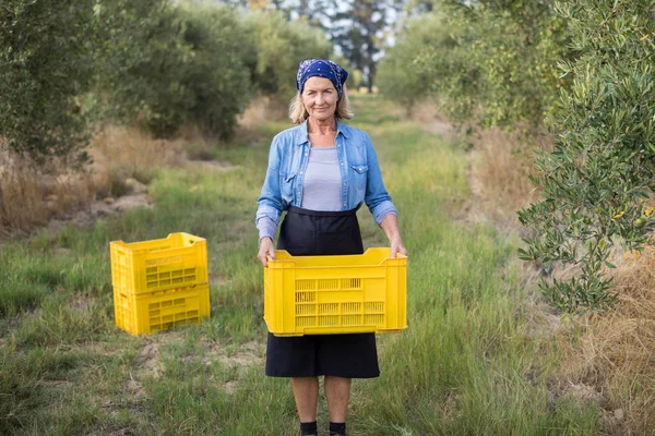 Donna che detiene olive raccolte in gabbia — Foto Stock