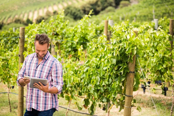 Hombre usando tableta y teléfono en el viñedo —  Fotos de Stock