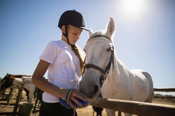 Дівчина доглядає коня на ранчо — стокове фото