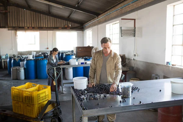 Travailleur vérifiant une olives récoltées dans l'usine — Photo