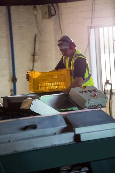 Lavoratore che mette in macchina le olive raccolte — Foto Stock