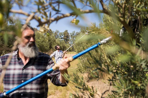 Homme utilisant l'outil de cueillette des olives pendant la récolte — Photo
