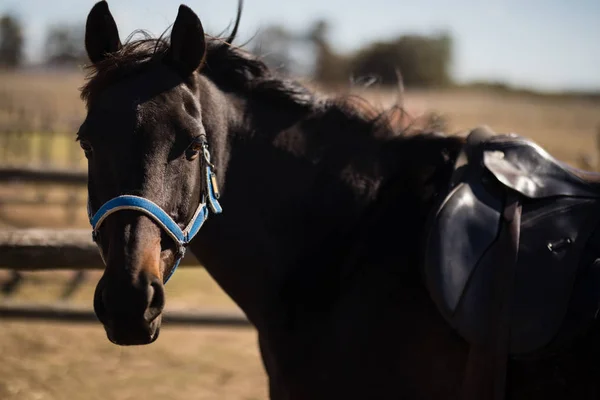 Braunes Pferd mit Maulkorb steht auf der Ranch — Stockfoto
