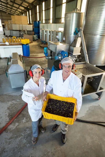 Technicians holding fresh olives in crate — Stock Photo, Image