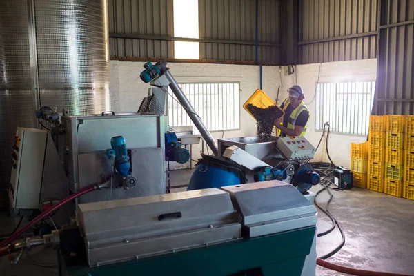 Lavoratore che mette in macchina le olive raccolte — Foto Stock