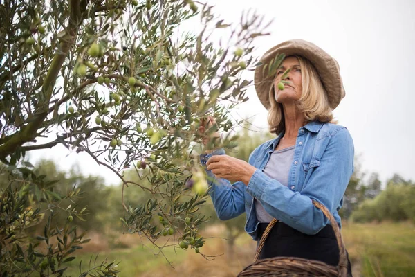 Nachdenkliche Frau erntet Oliven vom Baum — Stockfoto