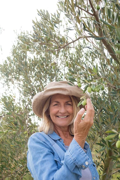 Femme récoltant des olives dans un arbre — Photo