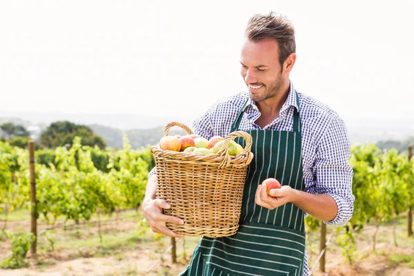 Mann mit Korb voller Äpfel am Weinberg — Stockfoto