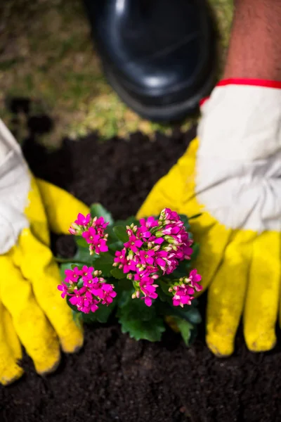 Oříznuté rukou osoby výsadba růžové květy — Stock fotografie