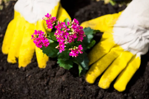 Bijgesneden handen van persoon planten van bloemen — Stockfoto