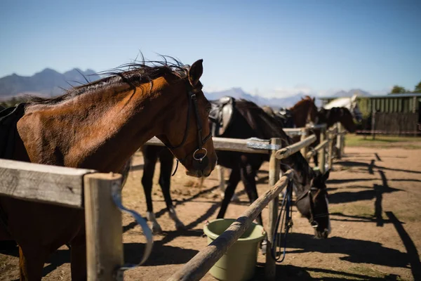 Pferde stehen auf der Ranch — Stockfoto