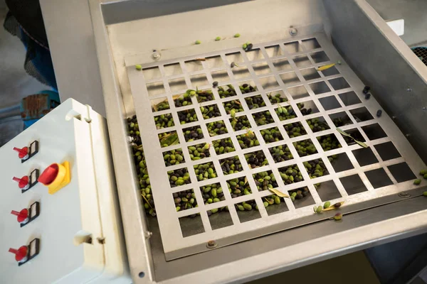 Olives being processed in machine — Stock Photo, Image