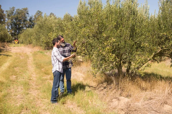 Amigos examinando oliva en planta — Foto de Stock