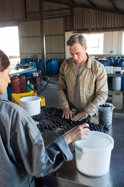 Travailleurs contrôlant une olives récoltées dans l'usine — Photo