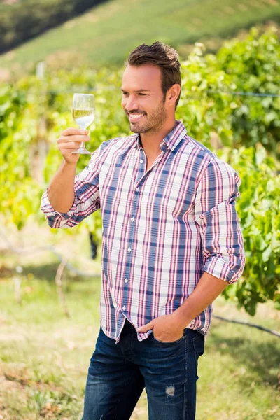 Uomo che tiene un bicchiere di vino in vigna — Foto Stock