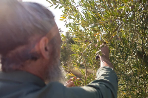 Hombre cosechando aceitunas de los árboles — Foto de Stock