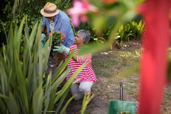 Senior paar planten van bloemen in tuin — Stockfoto