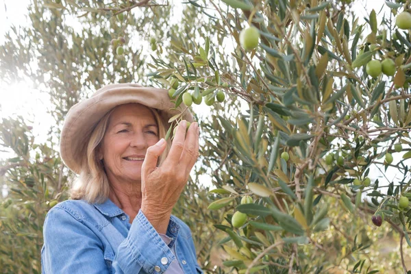 Femme récoltant des olives dans un arbre — Photo