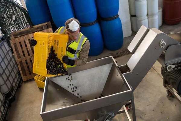 Trabalhador colocando azeitona colhida na máquina — Fotografia de Stock