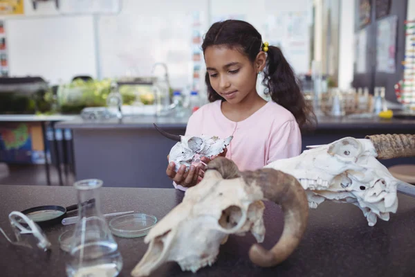 Školačka drží zvířecí lebky — Stock fotografie