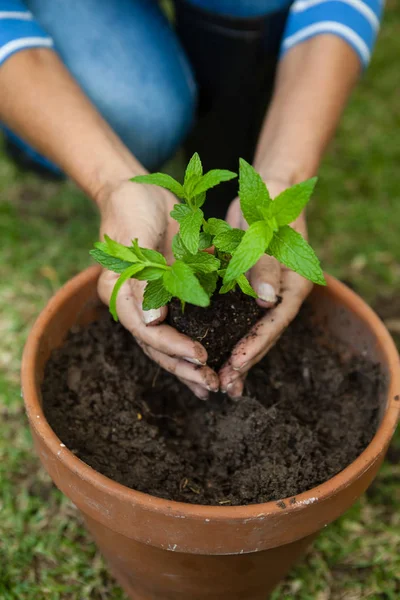 Senior Kvinna plantering plantor — Stockfoto