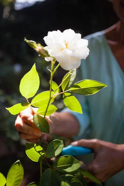 Vrouw snijden witte bloem stam — Stockfoto
