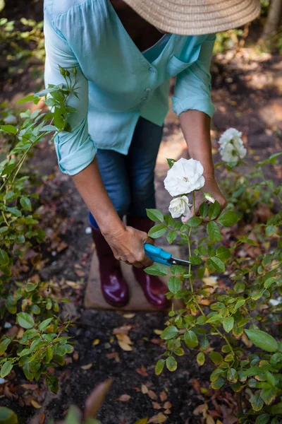 Mulher sênior flores de corte — Fotografia de Stock