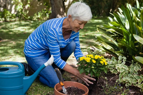 Пожилая женщина сажает желтые цветы — стоковое фото