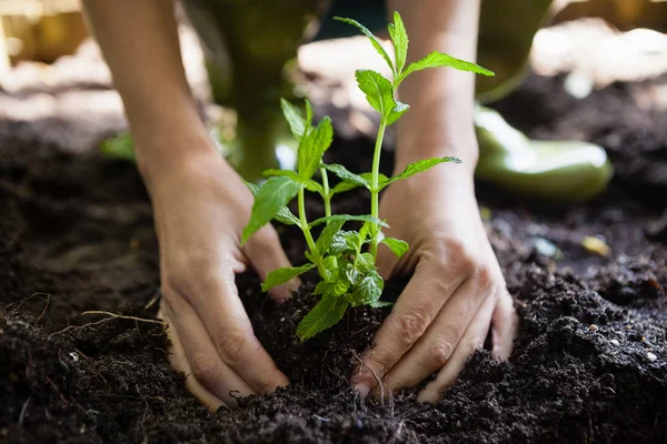 Kvinnliga händer plantera plantan på smuts — Stockfoto