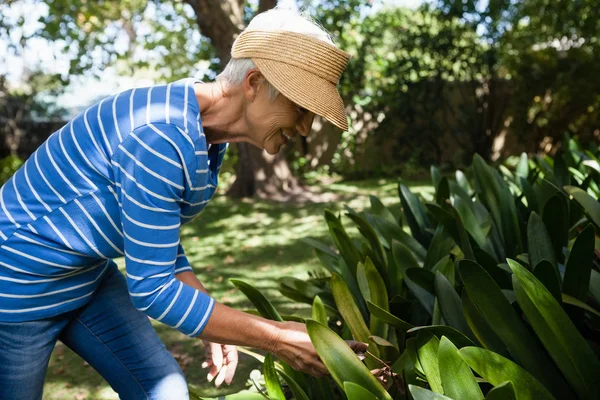 Senior vrouw kijkt van planten — Stockfoto