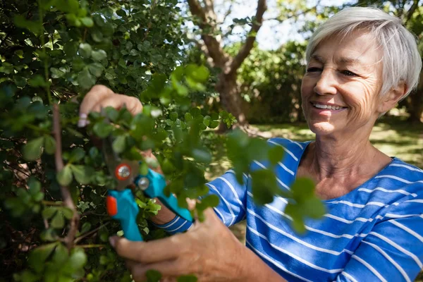 senior woman trimming plants