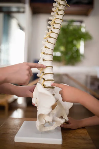 Hands of therapist and boy pointing at artificial spine — Stock Photo, Image