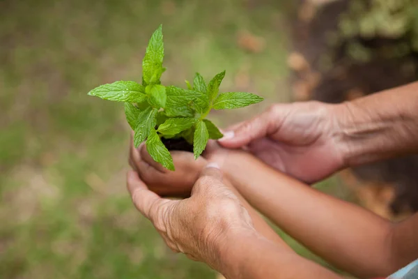 Woman and girl holding seedling — Stock Photo, Image