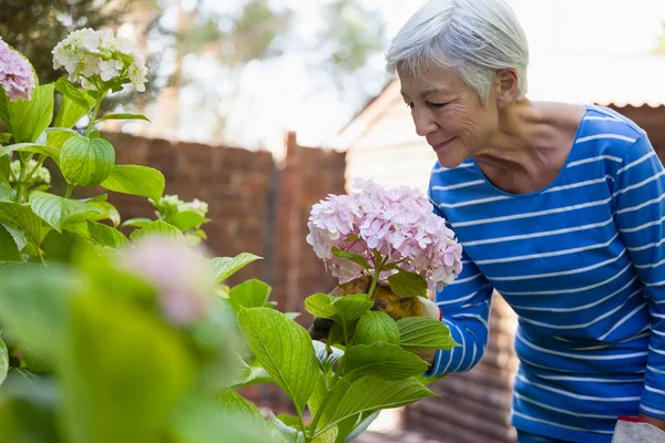 Senior woman smelling hydrangea bunch — Stock Photo, Image