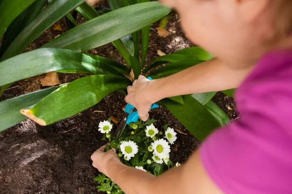 Planta de corte mulher com tesouras de poda — Fotografia de Stock